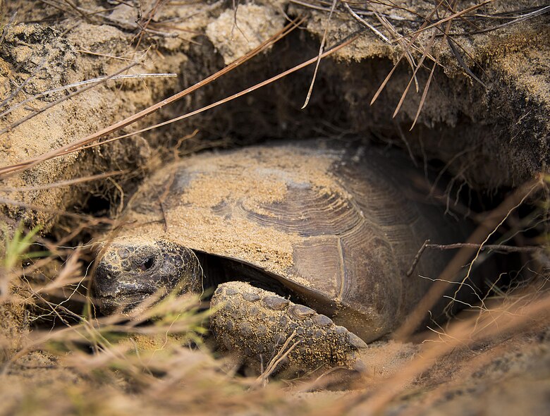 Eglin's environmental team named best In DOD > U.S. Air Force > Article