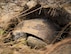 A gopher tortoise settles into its new burrow deep within the Eglin Air Force Base range Oct. 26.  The first of approximately 250 tortoises were released into their 100-acre habitat after being rescued from urban development at their previous home in South Florida.  Increasing the gopher tortoise population here could prevent the U.S. Fish and Wildlife Service from listing the animal on the Threatened and Endangered Species list, allowing more flexibility for the military missions on Eglin. (U.S. Air Force photo/Samuel King Jr.)