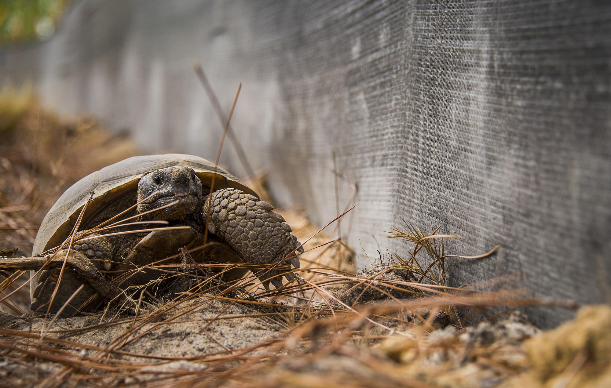 A gopher tortoise explores its new surroundings deep within the Eglin Air Force Base range Oct. 26.  The first of approximately 250 tortoises were released into their 100-acre habitat after being rescued from urban development at their previous home in South Florida.  Increasing the gopher tortoise population here could prevent the U.S. Fish and Wildlife Service from listing the animal on the Threatened and Endangered Species list, allowing more flexibility for the military missions on Eglin. (U.S. Air Force photo/Samuel King Jr.)