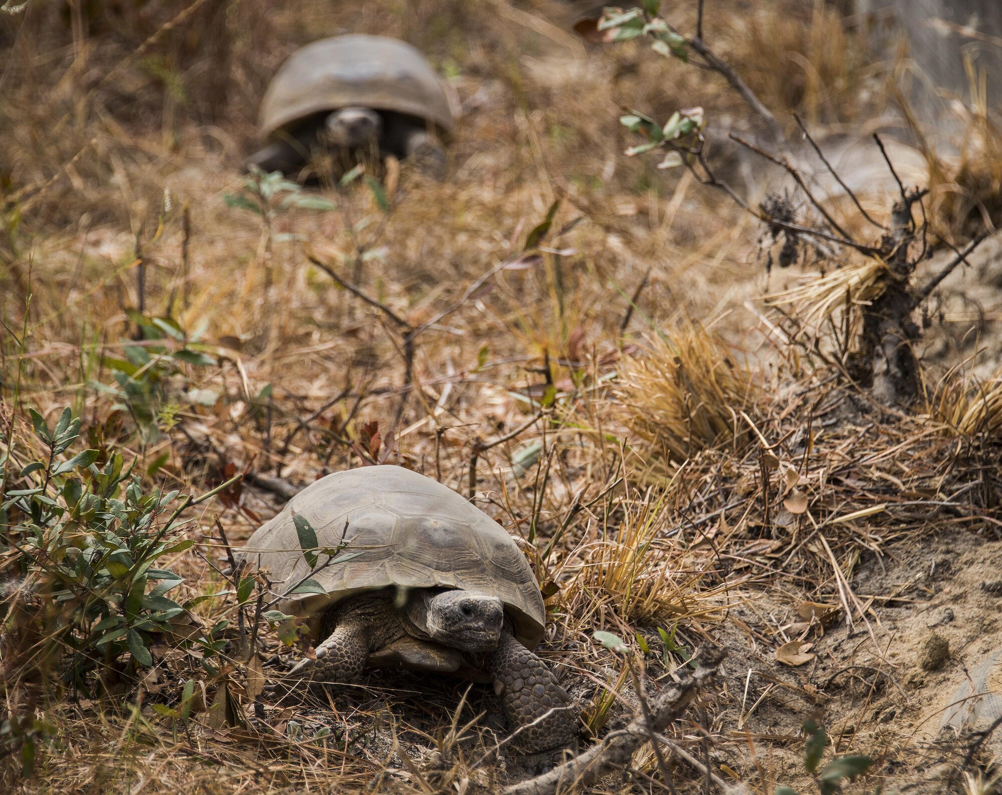 A pair of gopher tortoises explore their new surroundings deep within the Eglin Air Force Base range Oct. 26.  The first of approximately 250 tortoises were released into their 100-acre habitat after being rescued from urban development at their previous home in South Florida.  Increasing the gopher tortoise population here could prevent the U.S. Fish and Wildlife Service from listing the animal on the Threatened and Endangered Species list, allowing more flexibility for the military missions on Eglin. (U.S. Air Force photo/Samuel King Jr.)