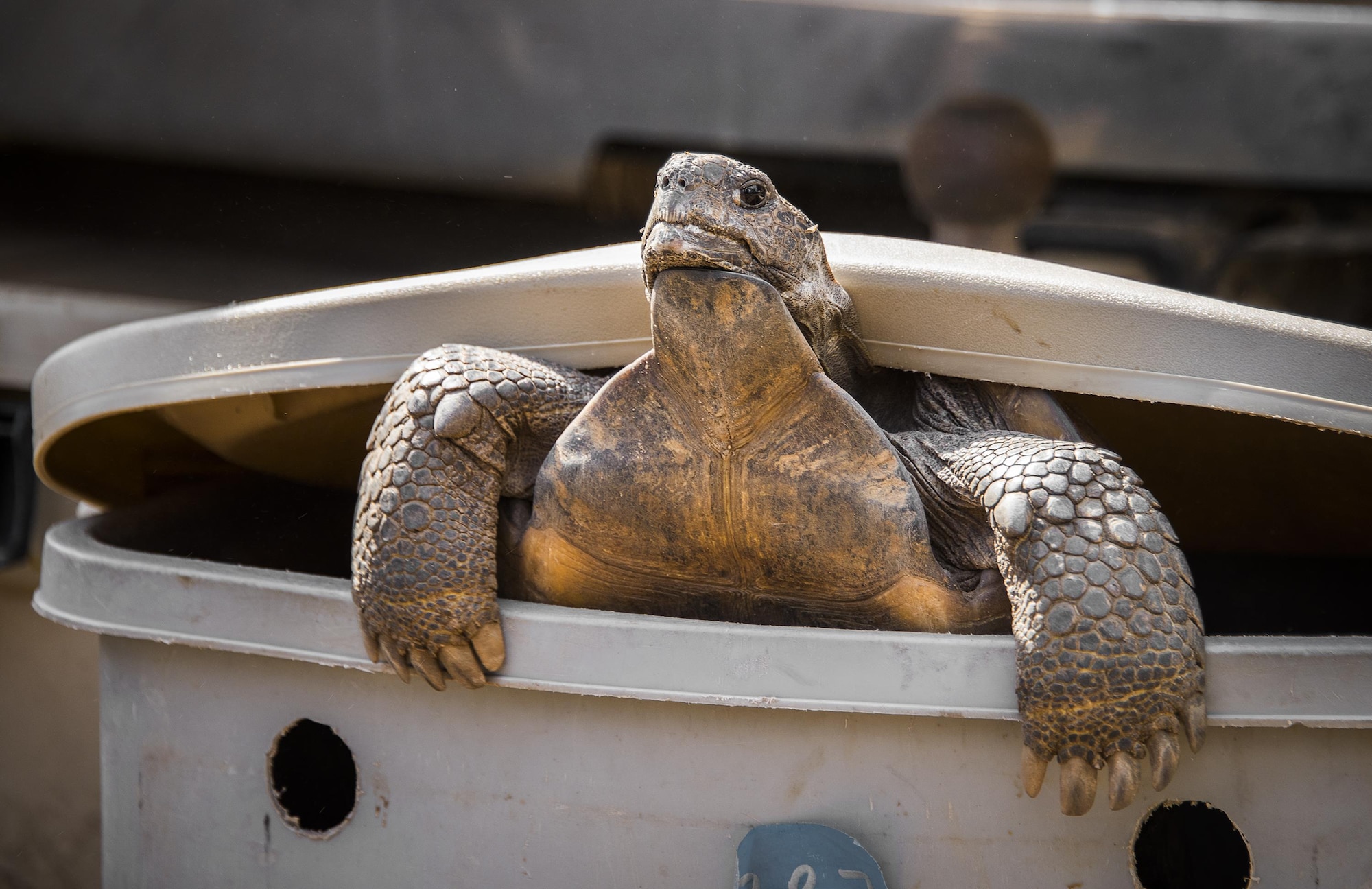 A gopher tortoise can’t wait to get to its new home on the Eglin Air Force Base range Oct. 26.  The first of approximately 250 tortoises were released into their 100-acre habitat after being rescued from urban development at their previous home in South Florida.  Increasing the gopher tortoise population here could prevent the U.S. Fish and Wildlife Service from listing the animal on the Threatened and Endangered Species list, allowing more flexibility for the military missions on Eglin. (U.S. Air Force photo/Samuel King Jr.)