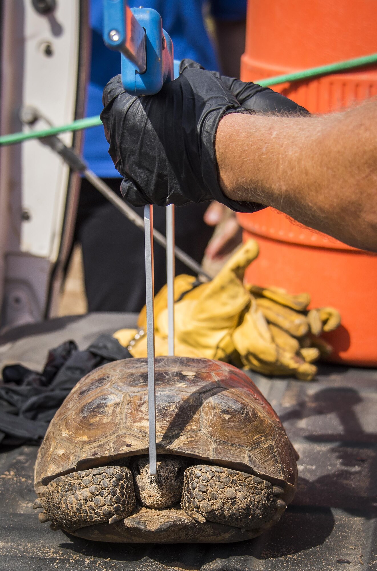 A gopher tortoise is measured prior to being released into its new home deep within the Eglin Air Force Base range Oct. 26.  The first of approximately 250 tortoises were released into their 100-acre environment after being rescued from urban development at their previous home in South Florida.  Increasing the gopher tortoise population here could prevent the U.S. Fish and Wildlife Service from listing the animal on the Threatened and Endangered Species list, allowing more flexibility for the military missions on Eglin. (U.S. Air Force photo/Samuel King Jr.)