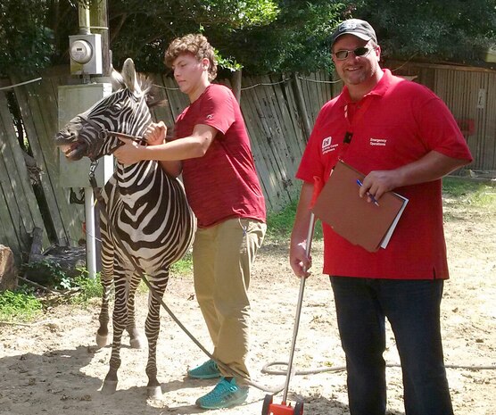 While inspecting a foundation in Louisiana, Clay Weisenberger of the U.S. Army Engineering and Support Center, Huntsville's Office of Council, came face-to-face with a zebra.  Weisenberger is a member of Huntsville Center's Housing Planning and Response Team, deployed to Louisiana to support flood recovery in Baton Rouge.