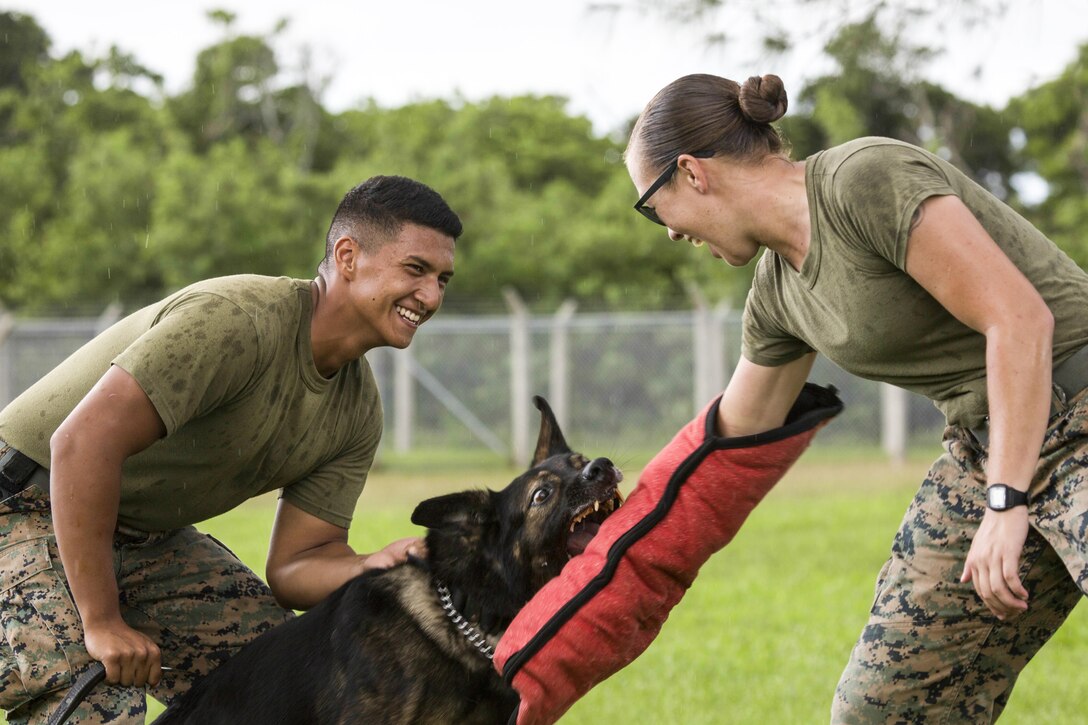 Marine Lance Cpl. Christopher Ramos, left, maintains control of Riso,  his military working dog, as Riso attacks decoying aggressor Marine Cpl. Jenna Cauble while training at Kadena Air Base, Okinawa, Japan, Oct. 25, 2016. Military working dogs are trained to subdue or intimidate suspects before the use lethal force. The military also uses working dogs for detecting explosives, narcotics and other harmful materials. Marine Corps photo by Cpl. Allison Lotz