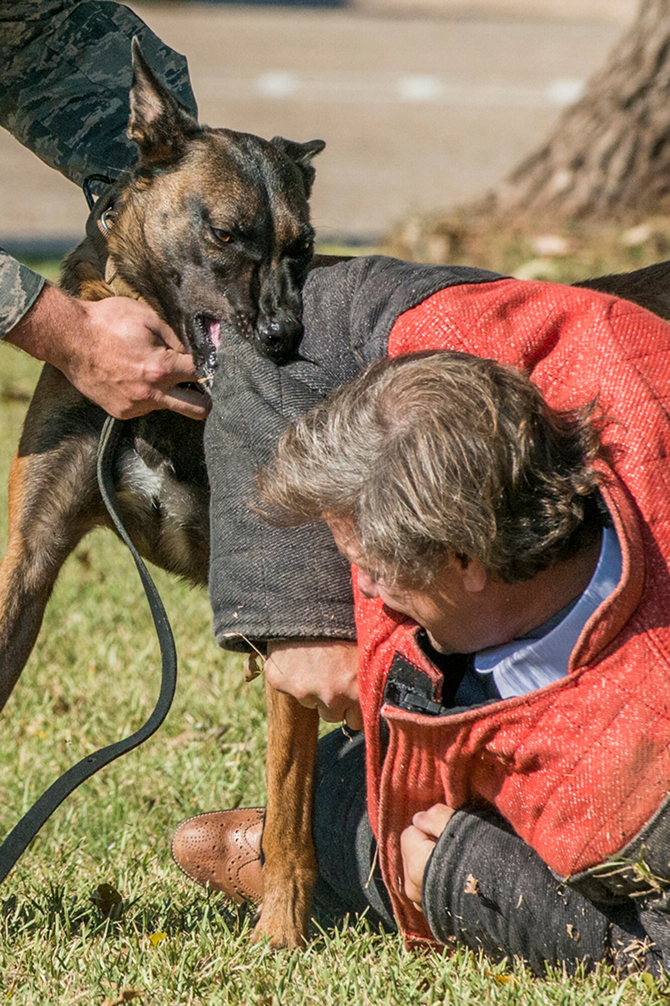 A member of a civic leader group experiences the takedown power of a 2nd Security Forces Squadron working dog during a demonstration at Barksdale Air Force Base, La., Oct. 27, 2016. The tour was hosted by the 433rd Airlift Wing from Lackland Air Force Base, Texas, and travel to Barksdale to get first hand look at the different missions throughout the Air Force Reserve Command. (U.S. Air Force photo by Master Sgt. Greg Steele/Released)