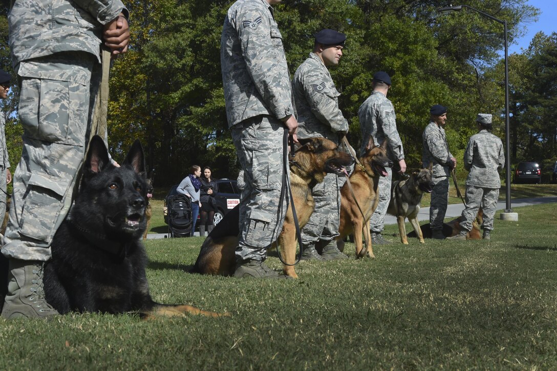 Military working dogs wait in formation during a memorial service for two dogs who recently passed away at Joint Base Andrews, Md., Oct. 28, 2016. The service honored the MWD’s accomplishments and included a 21 gun salute and the playing of Taps. (U.S. Air Force photo by Senior Airman Mariah Haddenham)