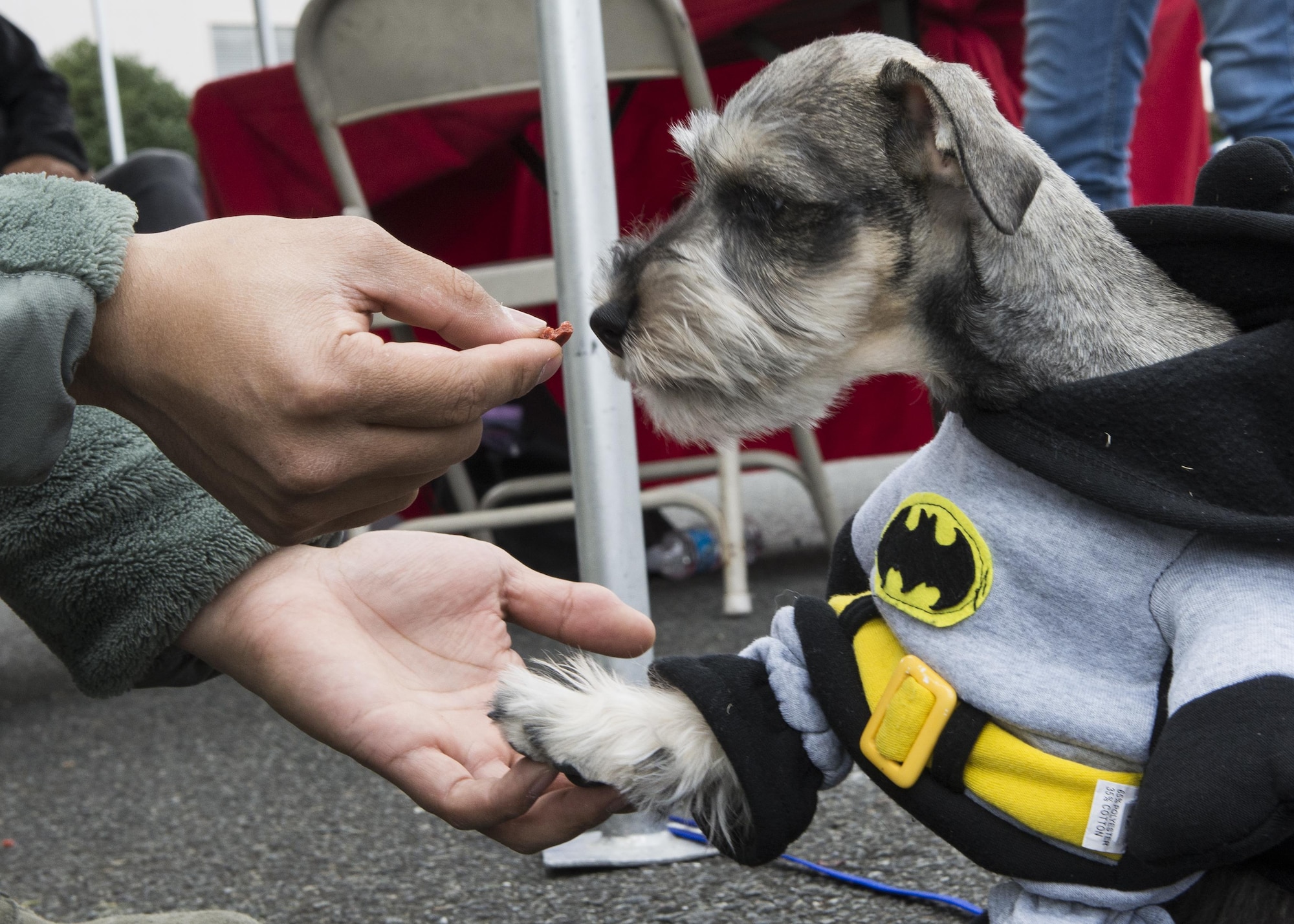 A dog owner gives his puppy a treat during the 374th Force Support Squadron’s Howl-O-Ween Pawty on Oct. 29, 2016, at Yokota Air Base, Japan. The event included a performance by the French-Polynesian dance group Taputea. (U.S. Air Force photo by Airman 1st Class Donald Hudson/Released)