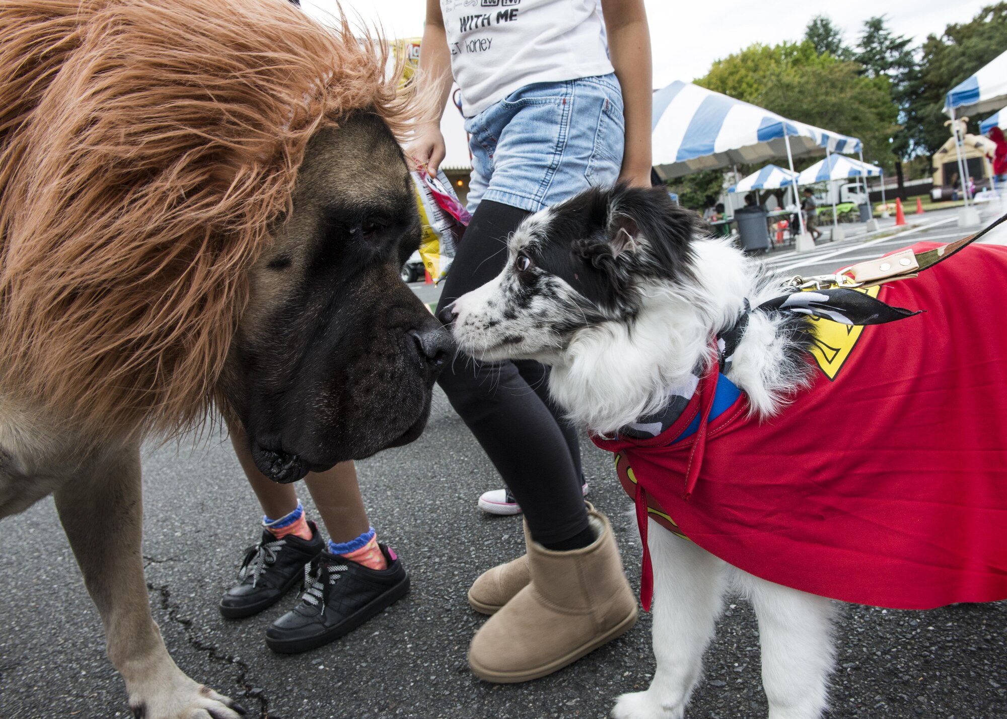 Dogs dressed in Halloween costumes smell each other during the 374th Force Support Squadron’s Howl-O-Ween Pawty on Oct. 29, 2016, at Yokota Air Base, Japan. The family event gave over 60 participants the chance to meet other pet owners from around the base. (U.S. Air Force photo by Airman 1st Class Donald Hudson/Released)