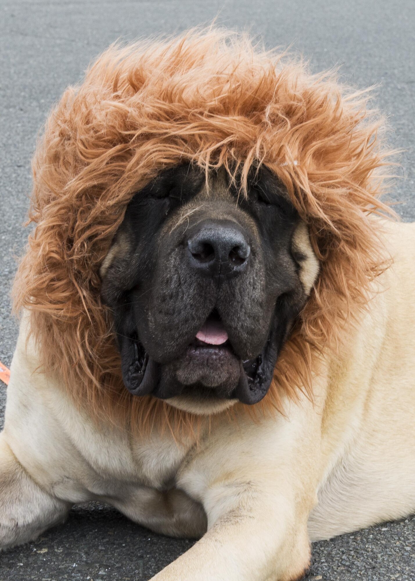 A dog rests during the 374th Force Support Squadron’s Howl-O-Ween Pawty on Oct. 29, 2016, at Yokota Air Base, Japan. The family event gave over 60 participants the chance to meet other pet owners from around the base. (U.S. Air Force photo by Airman 1st Class Donald Hudson/Released)