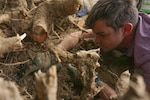 U.S. Army Sgt. Travis Walker, Defense POW/MIA Accounting Agency (DPAA),removes loose dirt from an excavated area during the recovery process on Aug. 1, 2016, in search of tank crewmen who were killed in action during World War II in LeMesnil-Tove, France.  DPAA deploys teams from its operation office based at Joint Base Pearl Harbor-Hickam in Hawaii to provide the fullest possible accounting of missing personnel to their families and the nation. 