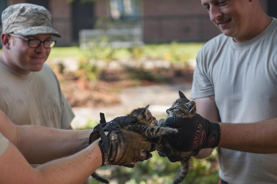 Heavy equipment operators from the 23d Civil Engineer Squadron calm kittens who were found while cleaning debris left by Tropical Storm Hermine, Sept. 6, 2016, at Moody Air Force Base, Ga. The Airmen escorted the kittens to a nearby shelter. (U.S. Air Force photo by Airman 1st Class Daniel Snider)