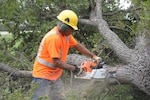 Herman Hernandez, cuts down a tree at Heritage Park, Aug. 30, 2016 Joint Base San Antonio-Randolph. Trees are removed to reduce nesting areas for birds that strike aircraft.  