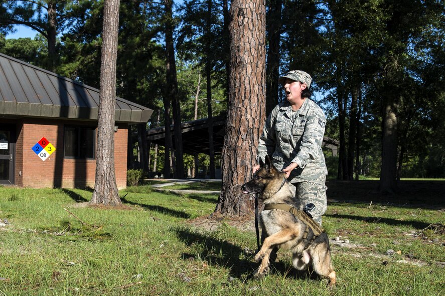 U.S. Air Force Staff Sgt. Lyndsay Gebhart, 23d Security Forces Squadron Military Working Dog handler, holds onto MWD Benga, during a bite demonstration, Sept. 6, 2016, at Moody Air Force Base, Ga. Gebhart warned the perpetrator before giving Benga the command to bite to simulate a real world incident. (U.S. Air Force photo by Airman 1st Class Janiqua P. Robinson)