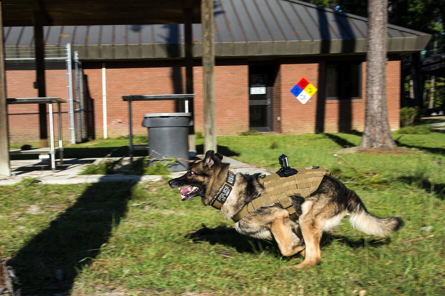U.S. Air Force Military Working Dog Benga chases down a simulated perpetrator during a bite demonstration, Sept. 6, 2016, at Moody Air Force Base, Ga. Benga’s handler gave the bad guy a head start before giving Benga the command to bite. (U.S. Air Force photo by Airman 1st Class Janiqua P. Robinson)