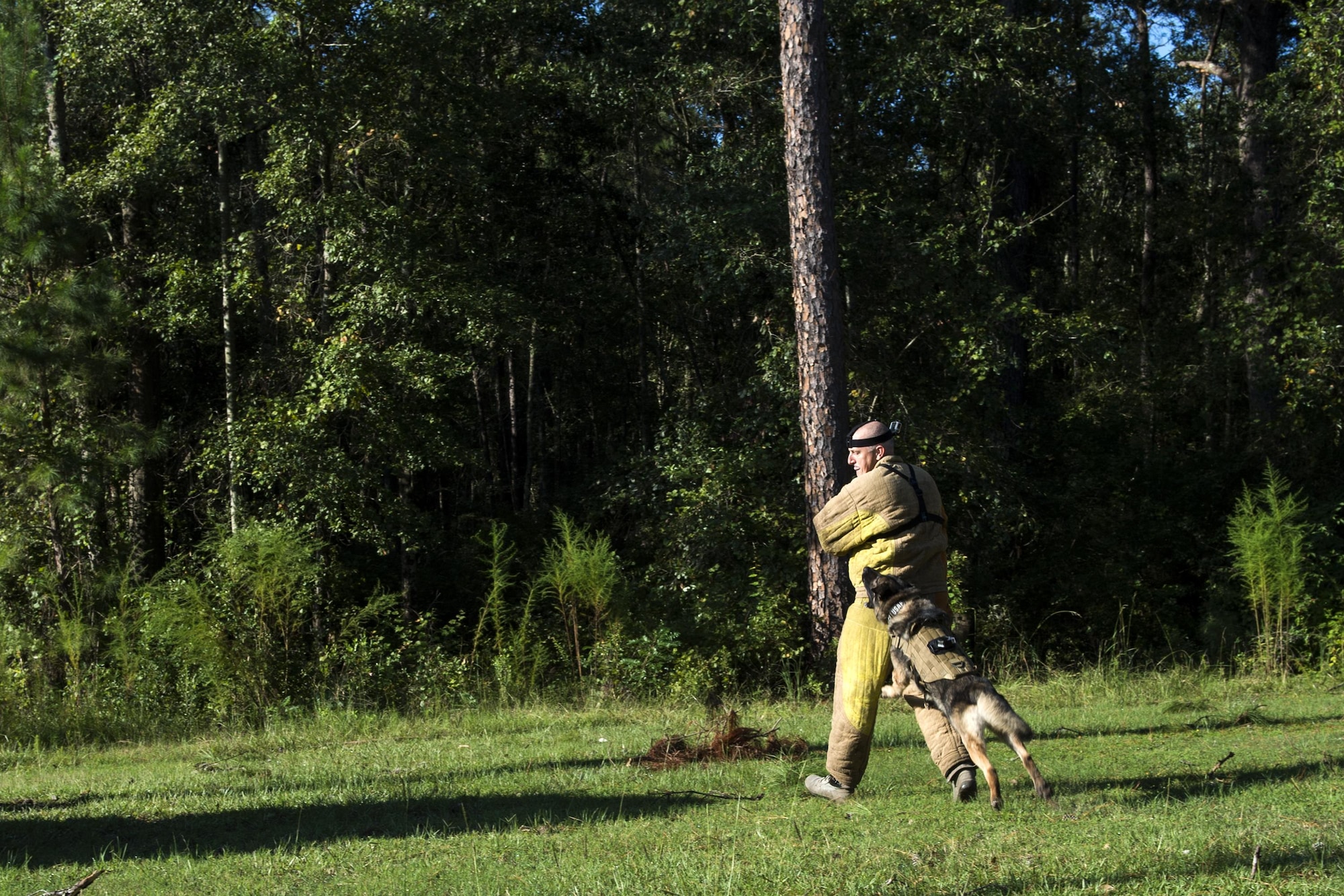U.S. Air Force Military Working Dog Benga, 23d Security Forces Squadron, jumps at Staff Sgt. Erik Burger, 23d Wing Public Affairs broadcast craftsman, during a bite demonstration, Sept. 6, 2016, at Moody Air Force Base, Ga. Burger acted as a perpetrator during the demonstration and was unsuccessful at escaping Benga’s bite. (U.S. Air Force photo by Airman 1st Class Janiqua P. Robinson)