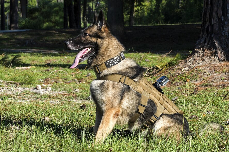 U.S. Air Force Military Working Dog Benga, 23d Security Forces Squadron, waits for his handler’s command during a demonstration, Sept. 6, 2016, at Moody Air Force Base, Ga. During this part of the demonstration, Benga’s handler was searching for weapons as Benga watched. When the handler moved to the perpetrator’s right side, the perpetrator pushed the handler giving Benga the signal to attack. (U.S. Air Force photo by Airman 1st Class Janiqua P. Robinson)