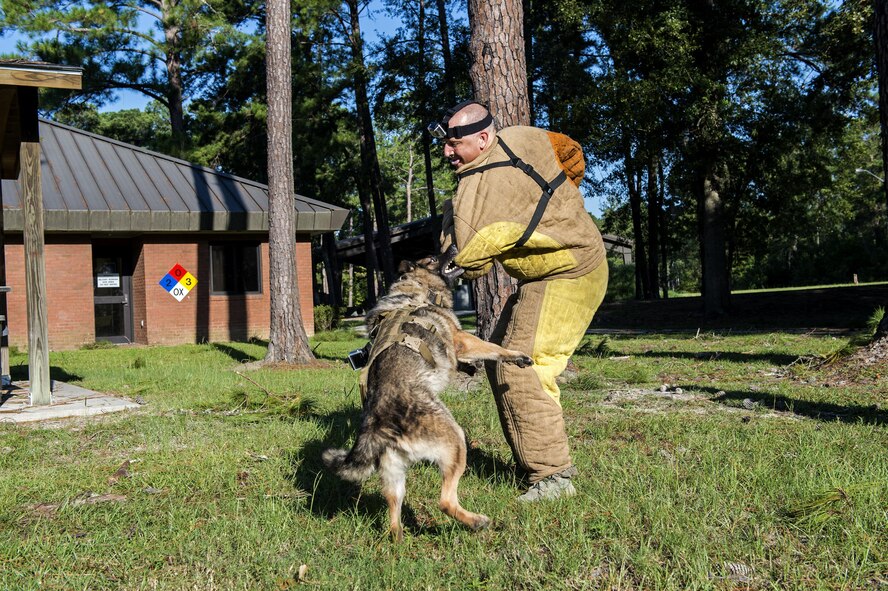 U.S. Air Force Military Working Dog Benga, 23d Security Forces Squadron, bites the sleeve of Staff Sgt. Erik Burger, 23d Wing Public Affairs broadcast craftsman, during a bite demonstration, Sept. 6, 2016, at Moody Air Force Base, Ga. During this particular demonstration, Burger walked toward Benga, presented his arm as the target and resisted by shaking his arm once Benga chomped down. (U.S. Air Force photo by Airman 1st Class Janiqua P. Robinson)