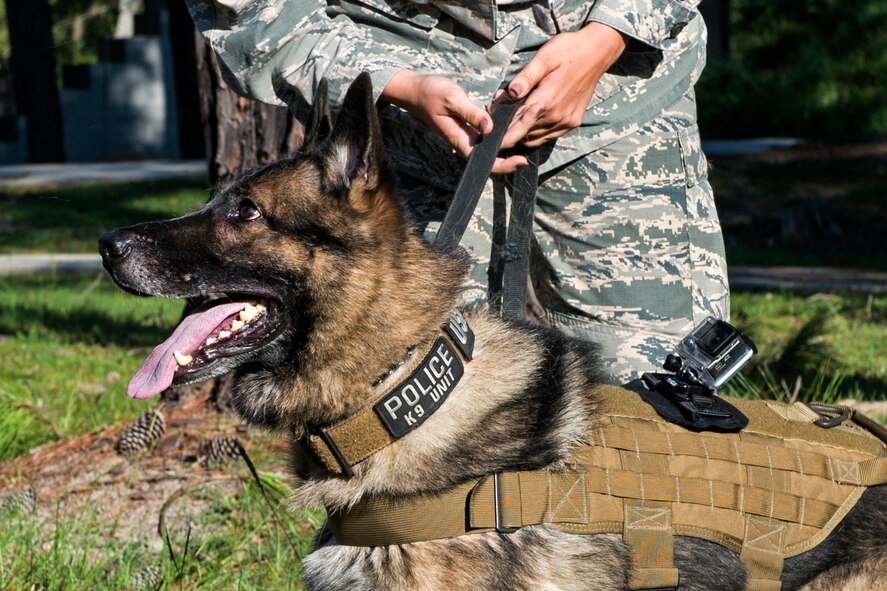 U.S. Air Force Military Working Dog Benga, 23d Security Forces Squadron, waits as Staff Sgt. Lyndsay Gebhart, 23d SFS MWD handler, puts his leash back on during a bite demonstration, Sept. 6, 2016, at Moody Air Force Base, Ga. Benga is trained to attack perpetrators with or without direction on and off a leash. (U.S. Air Force photo by Airman 1st Class Janiqua P. Robinson)