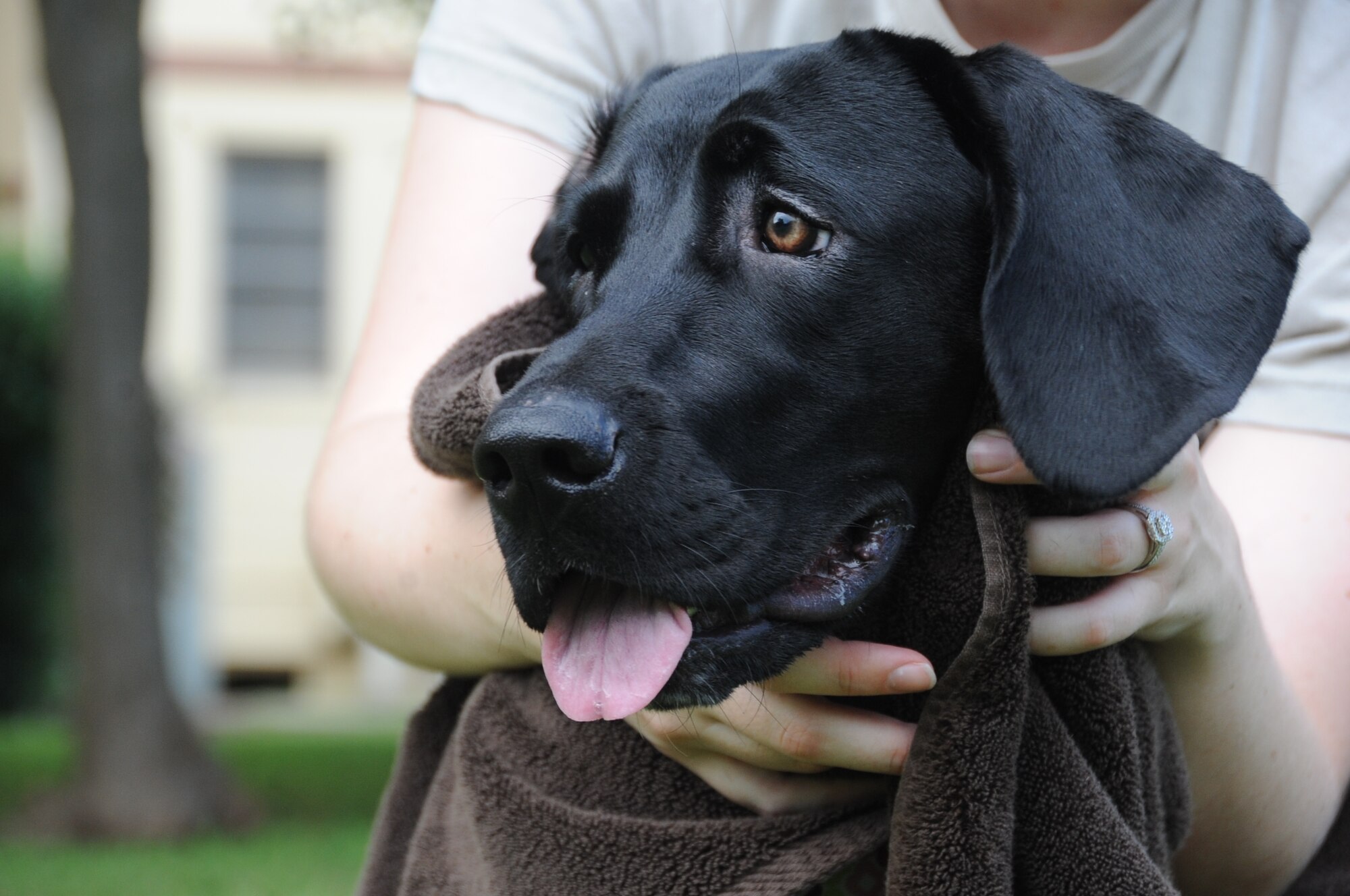 An Airman dries off her dog, Grace, after she takes a dip in the pool at Barksdale Air Force Base, Sept. 6, 2016. More than 50 dogs and their owners participated in the Doggie Dip event. (U.S Air Force photo/Airman Alexis C. Schultz)