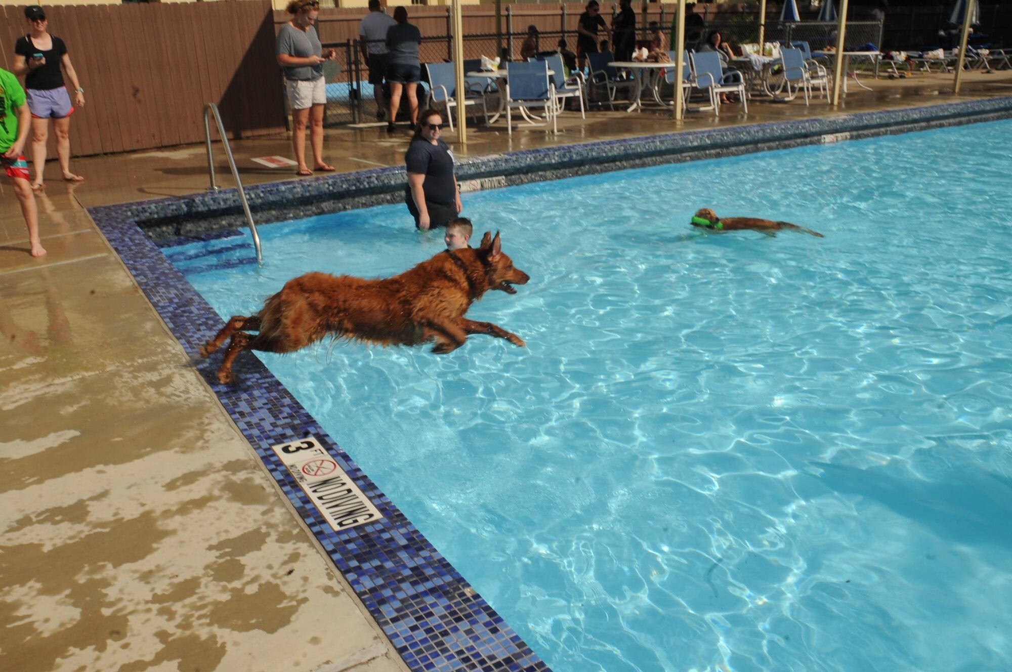 A golden retriever dives into the pool at Barksdale Air Force Base, La., Sept. 6, 2016.  To finalize the closing of the pool for fall and spring, the 2nd Force Support Squadron opened its gates one last time for dogs to come out and take a swim. (U.S. Air Force photo/Airman Alexis C. Schultz)