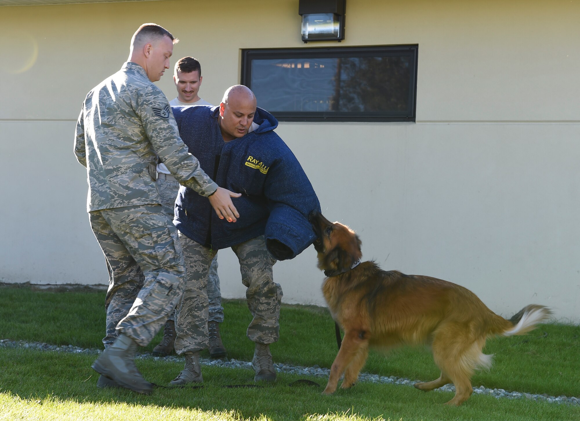The 62nd Airlift Wing Command Chief, Zaki Mazid, is attacked by a military working dog during military working dog demonstration at Joint Base Elmendorf-Richardson, Alaska, Sept. 1, 2016. McChord civic leaders received this demonstration as part of their civic leader fly away tour at JBER.  (U.S. Air Force photo/ Staff Sgt. Naomi Shipley)