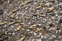 An array of spent 5.56x45 casings cover the ground at the U.S. Army range at Camp Grafton Training Center, N.D., Sept. 7, 2016. The 300 m range allowed defenders to fire at longer distances than the Combat Arms Training and Maintenance range at Minot Air Force Base, N.D. (U.S. Air Force photo/Airman 1st Class J.T. Armstrong)