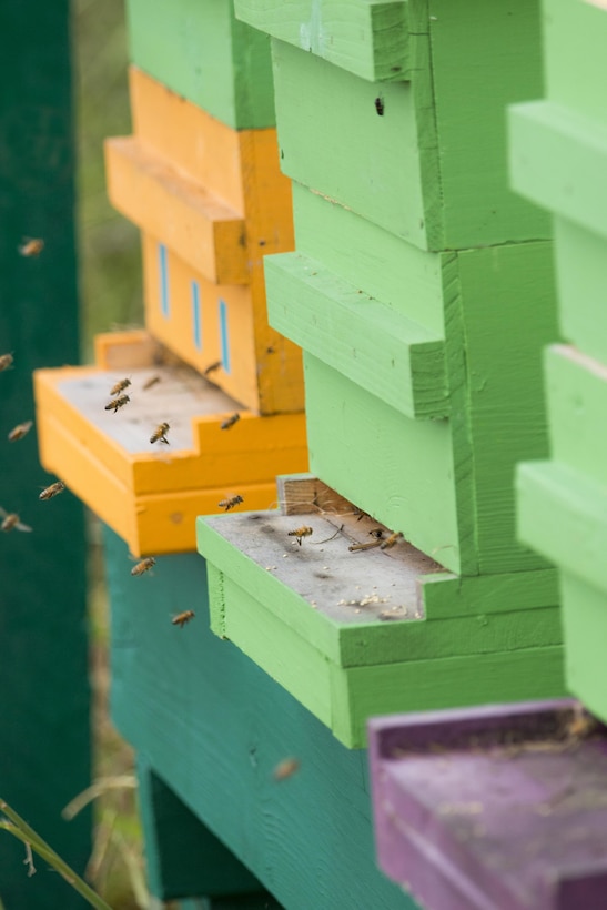 The Charleston District became the first federal agency in South Carolina to begin a bee pollinator program. President Obama and the Corps have begun initiatives to keep pollinators going in the country.
