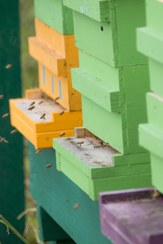 The Charleston District became the first federal agency in South Carolina to begin a bee pollinator program. President Obama and the Corps have begun initiatives to keep pollinators going in the country.