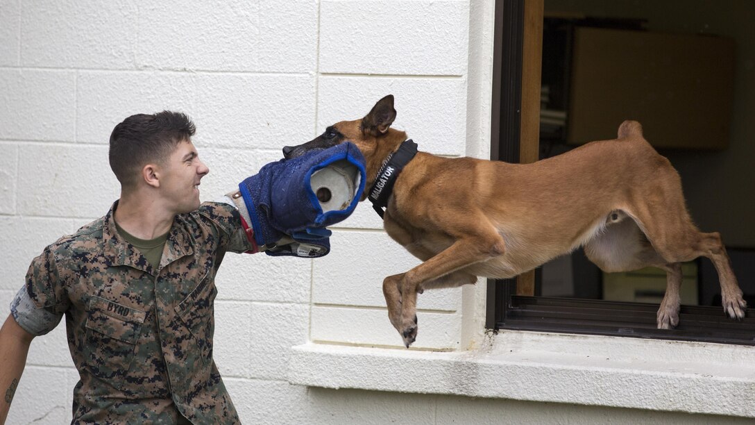 U.S. Marine Lance Cpl. Matthew Byrd, dog handler, Provost Marshall’s Office, K9 Section, Marine Corps Base, Camp Smedley D. Butler, catches Military Working Dog Bbutler while decoying as an aggressor during training aboard Kadena Air Force Base, Okinawa, Japan, Sept 6, 2016. MWD’s are trained to subdue or intimidate suspects before having to use lethal force; they are also used for detecting explosives, narcotics, and other harmful materials.