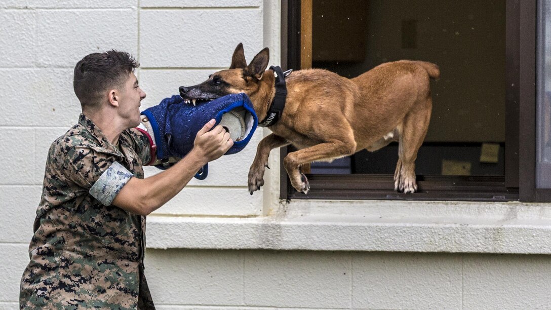 U.S. Marine Lance Cpl. Matthew Byrd, dog handler, Provost Marshall’s Office, K9 Section, Marine Corps Base, Camp Smedley D. Butler, catches Military Working Dog Bbutler while decoying as an aggressor during training aboard Kadena Air Force Base, Okinawa, Japan, Sept 6, 2016. MWD’s are trained to subdue or intimidate suspects before having to use lethal force; they are also used for detecting explosives, narcotics, and other harmful materials.