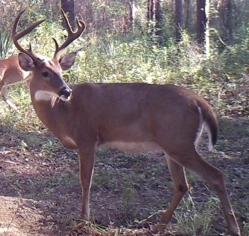 Food plots are ready, bow qualifications are complete and ladder stands are in place.  Hunting enthusiasts have waited many months for the start of the 2016-17 deer hunting season, which begins Saturday, Sept. 10., aboard Marine Corps Logistics Base Albany.
