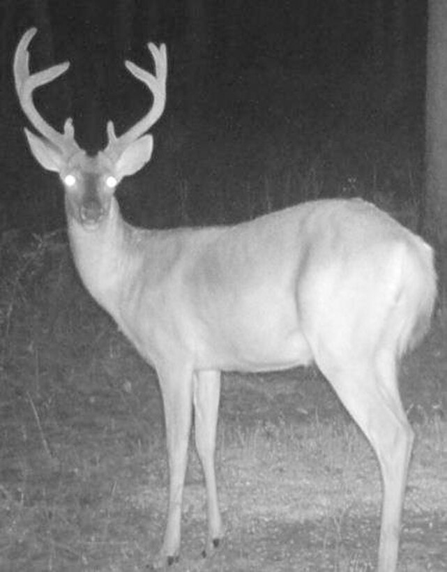 Food plots are ready, bow qualifications are complete and ladder stands are in place.  Hunting enthusiasts have waited many months for the start of the 2016-17 deer hunting season, which begins Saturday, Sept. 10., aboard Marine Corps Logistics Base Albany.
