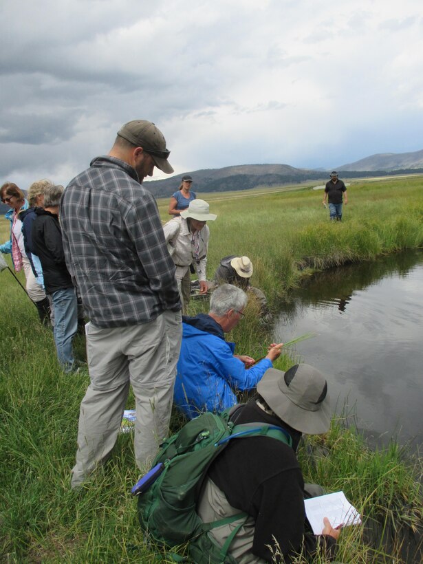 Participants in the wetland plant identification training course listen to instructor Robert Sivinski discuss how to identify a plant during the field trip to New Mexico wetlands, Aug. 17, 2016. 
