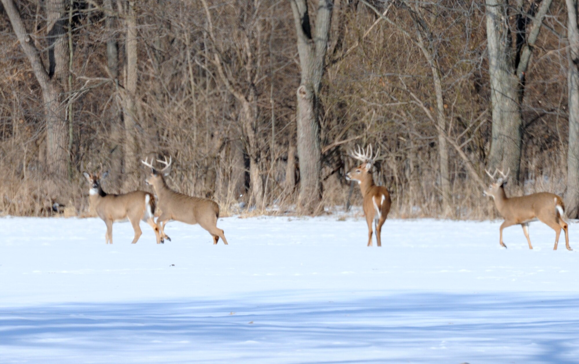 Natural resources at Wright-Patt include a healthy herd of whitetail deer. For hunting and other activities available to outdoorsmen, base employees are encouraged to stop by the Rod and Gun Club, or contact the Natural Resources Program office. (Contributed photo)