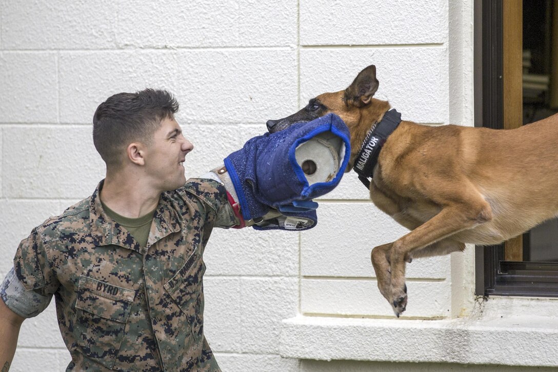 Marine Lance Cpl. Matthew Byrd catches Butler, a military working dog, while acting as an aggressor during training at Kadena Air Force Base in Okinawa, Japan, Sept. 6, 2016. Marine Corps photo by Cpl. Allison Lotz

