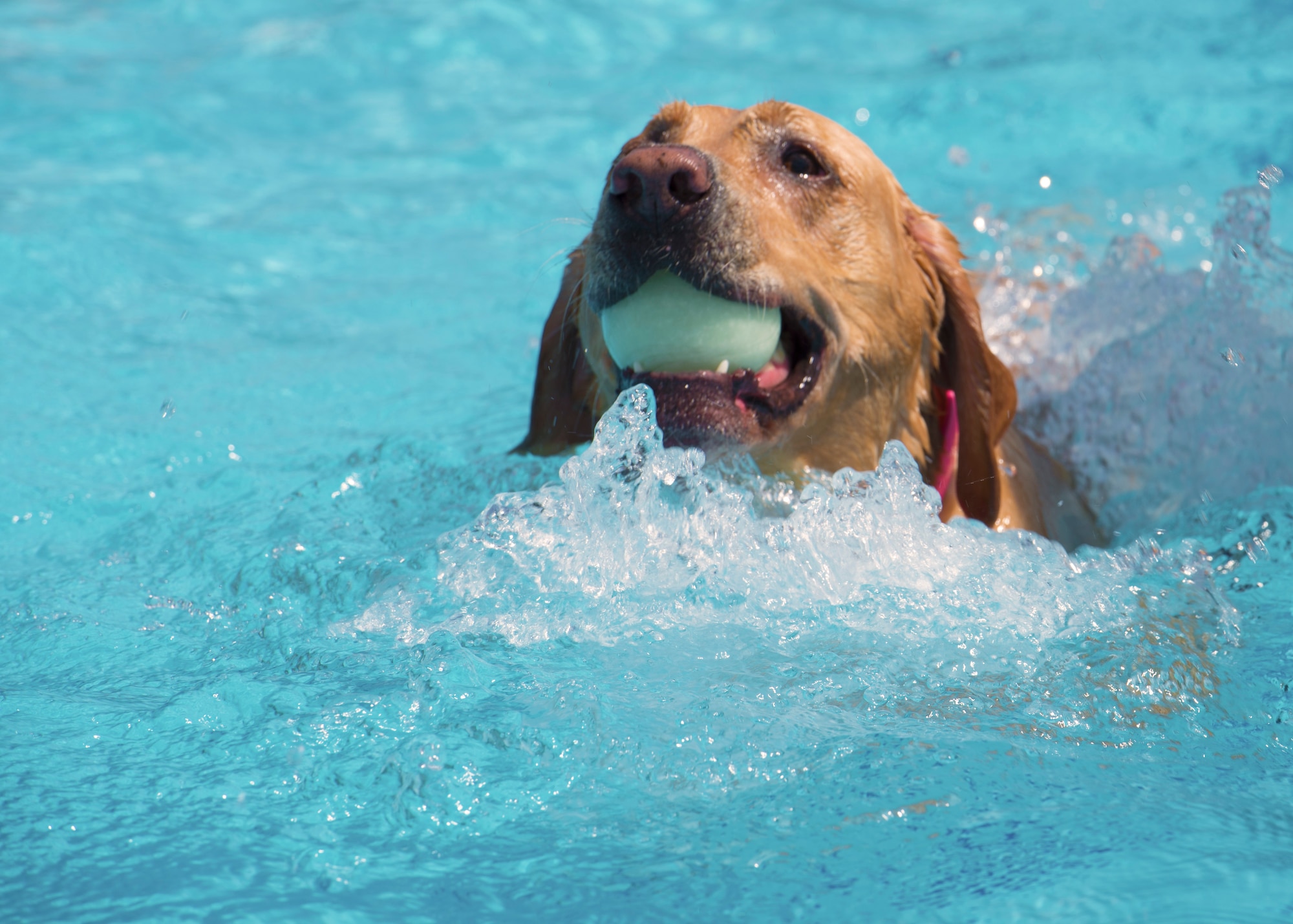 A dog plays fetch in the Sakana Pool during the Dog Days of Summer event at Yokota Air Base, Japan, Sept. 10, 2016. The event is held on the final day of the pool’s opening to celebrate the last day of summer. (U.S. Air Force photo by Airman 1st Class Donald Hudson/Released)