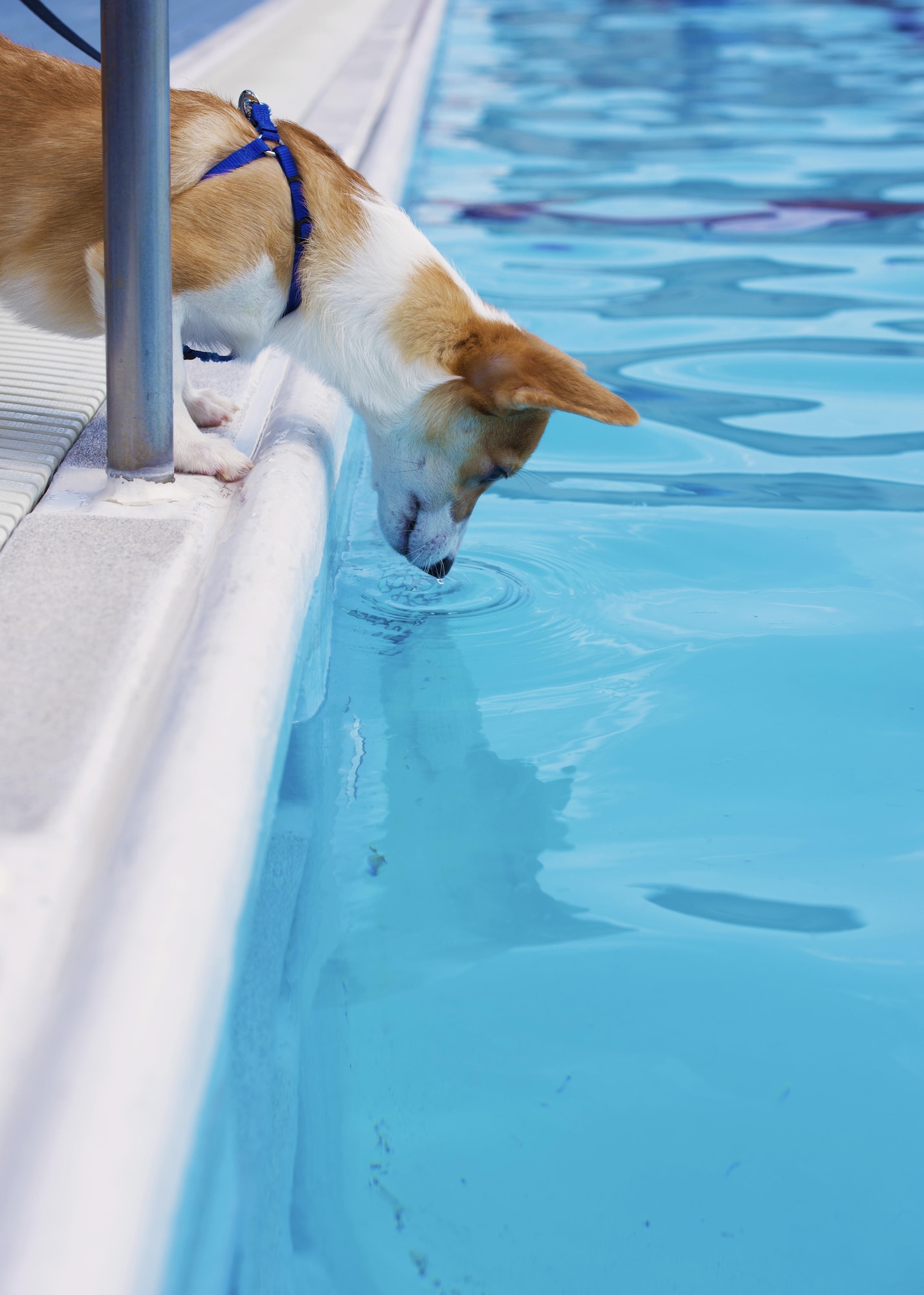 A dog tests the water in the Sakana Pool during the Dog Days of Summer event at Yokota Air Base, Japan, Sept. 10, 2016. The event provided an opportunity for Yokota members to swim alongside their dogs before the pool closed for the summer. (U.S. Air Force photo by Airman 1st Class Donald Hudson/Released)