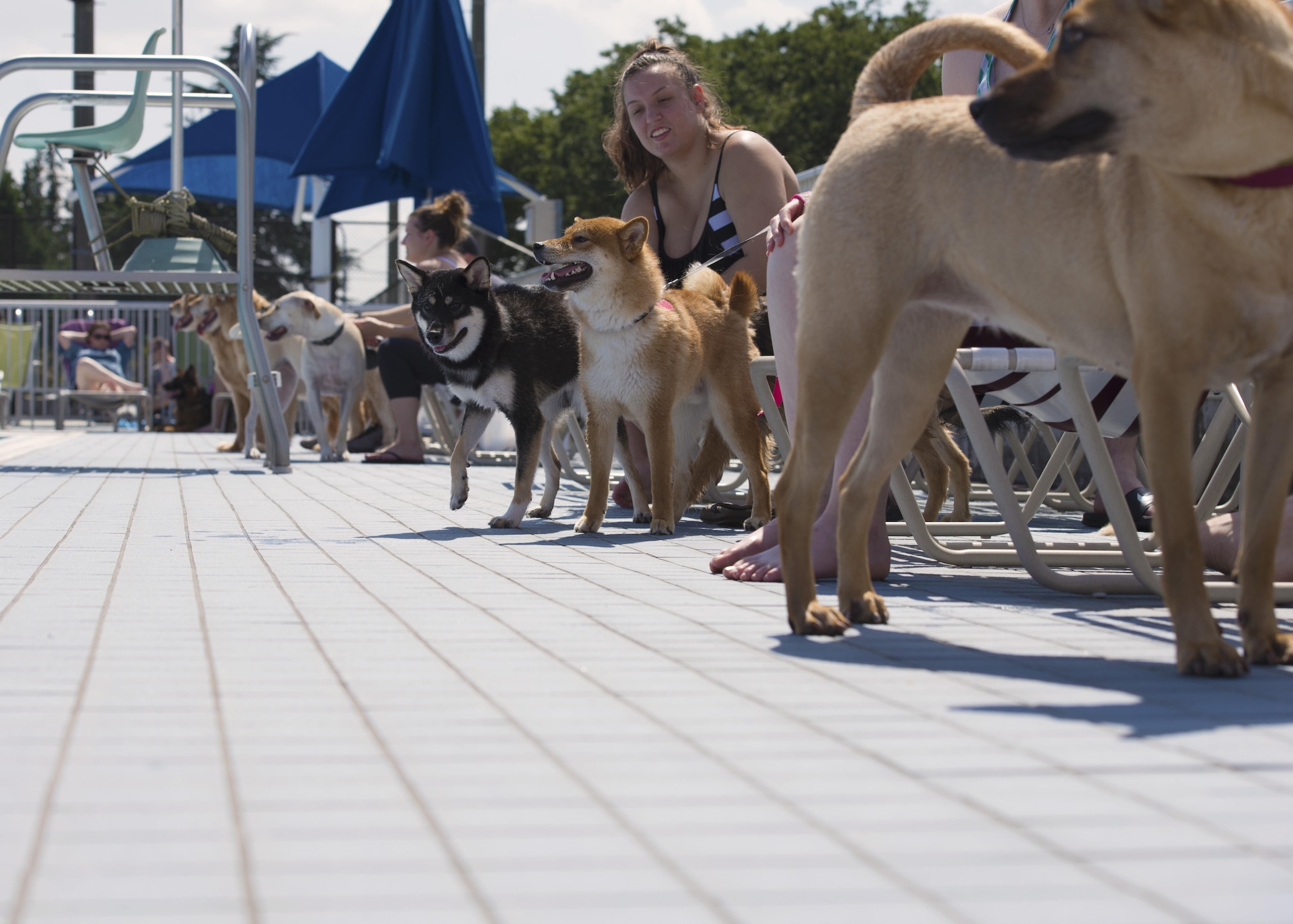 A dog waits to jump in the Sakana Pool during the Dog Days of Summer event at Yokota Air Base, Japan, Sept. 10, 2016. More than 30 dogs and their owners attended the event for an afternoon of swimming, playing fetch and meeting new friends. (U.S. Air Force photo by Airman 1st Class Donald Hudson/Released)