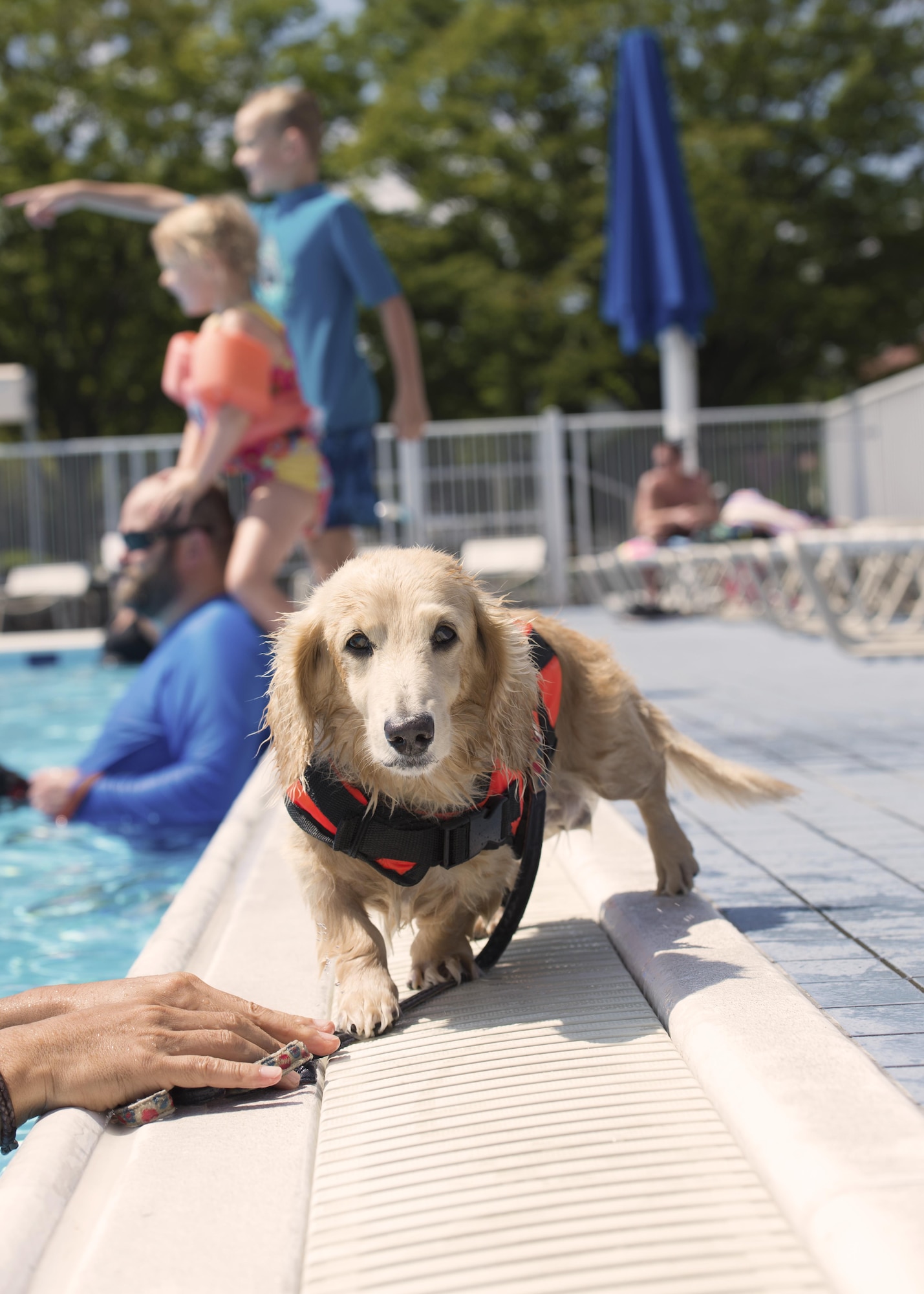 Dogs wait to swim with their owners during the Dog Days of Summer event at Yokota Air Base, Japan, Sept. 10, 2016. The event was held at the Sakana Pool and provided an opportunity for Yokota members to swim alongside their dogs before the pool closed for the summer. (U.S. Air Force photo by Airman 1st Class Donald Hudson/Released)