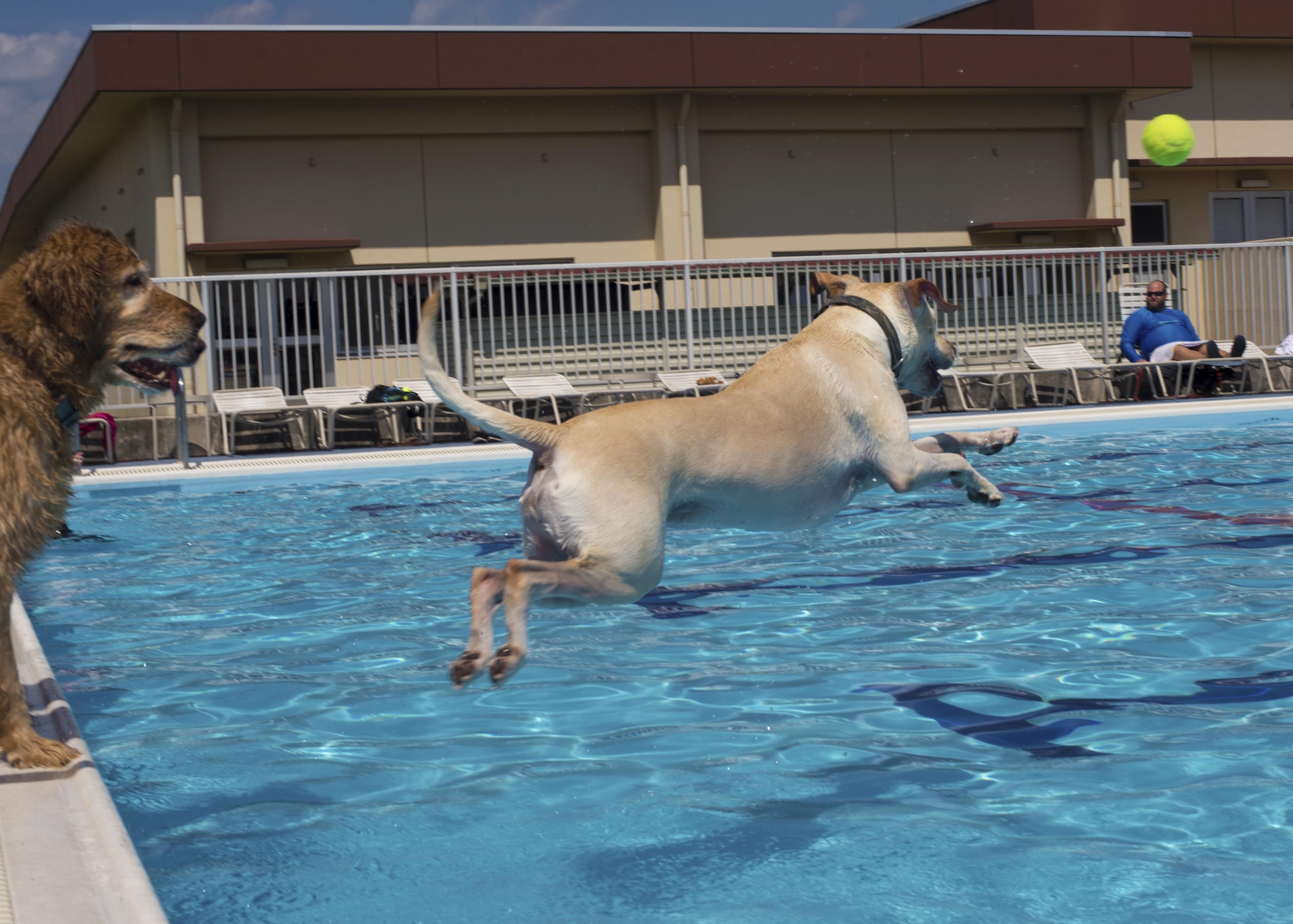 A dog plays fetch with owner in the Sakana Pool during the Dog Days of Summer event at Yokota Air Base, Japan, Sept. 10, 2016. The event provided an opportunity for Yokota members to swim alongside their dogs before the pool closed for the summer. (U.S. Air Force photo by Airman 1st Class Donald Hudson/Released)