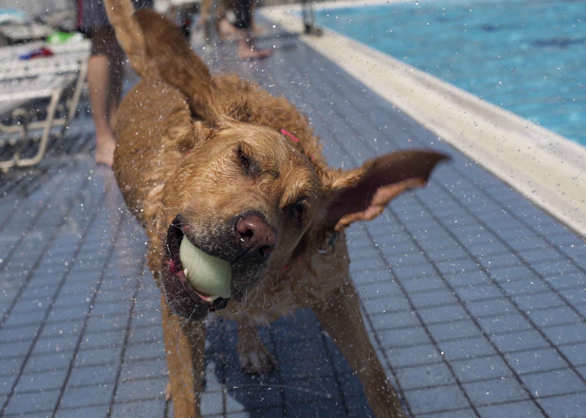 A dog shakes off water after fetching a ball out of the Sakana Pool during the Dog Days of Summer event at Yokota Air Base, Japan, Sept. 10, 2016. The event provided an opportunity for Yokota members to swim alongside their dogs before the pool closed for the summer. (U.S. Air Force photo by Airman 1st Class Donald Hudson/Released)