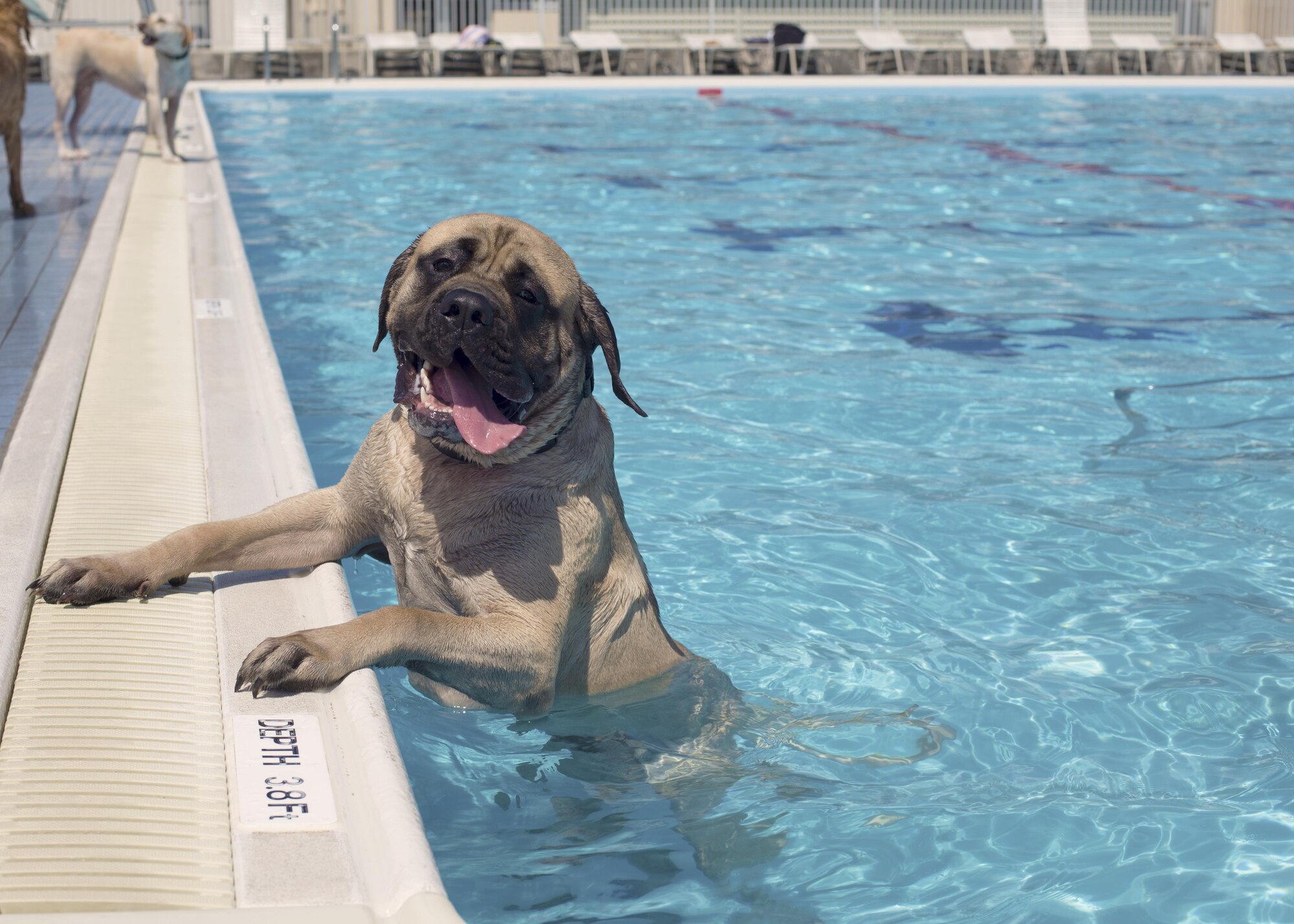 A dog waits for his owner to help lift him out of the Sakana Pool during the Dog Days of Summer event at Yokota Air Base, Japan, Sept. 10, 2016. The event is held on the final day of the pool’s open season to celebrate the last day of summer. (U.S. Air Force photo by Airman 1st Class Donald Hudson/Released)
