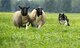 Trip, a border collie, demonstrates the herding of sheep during a presentation at the Great Wright Brothers Aero Carnival on Huffman Prairie Flying Field at Wright-Patterson Air Force Base, Ohio, Sept. 10, 2016. Trip and the sheep were one of the attractions at the event, held where the Wright Brothers learned to fly, marking the role the area played in early aviation development. (U.S. Air Force photo / R.J. Oriez)