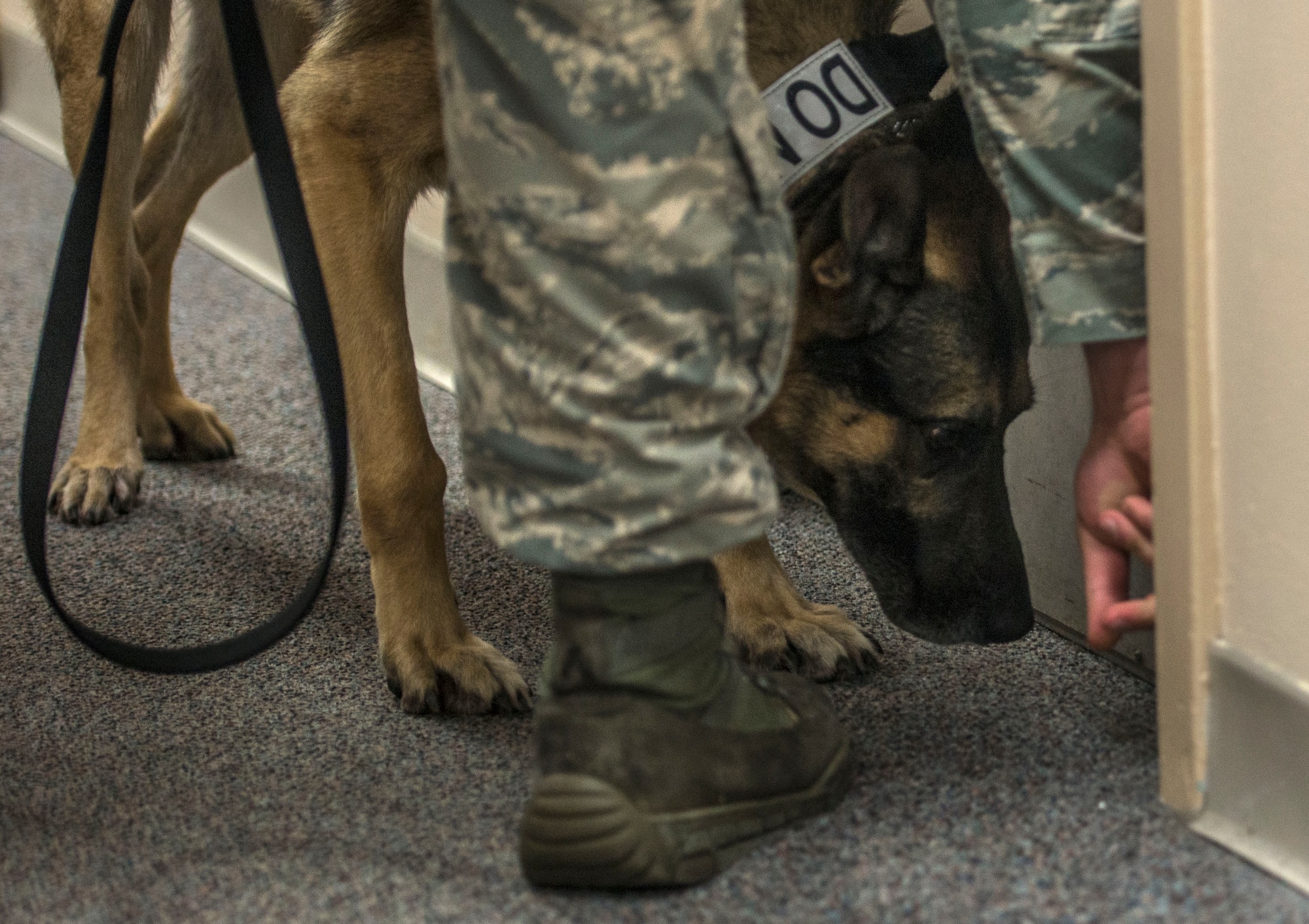 A K9 bomb dog tests the building for suspicious materials, Scott Air Force Base, Ill., Sept. 9, 2016.  . Statistics from the FBI show that 70 percent of mass casualty incidents occur in a business or education forum. (U.S. Air Force photo by Staff Sgt. Jodi Martinez)