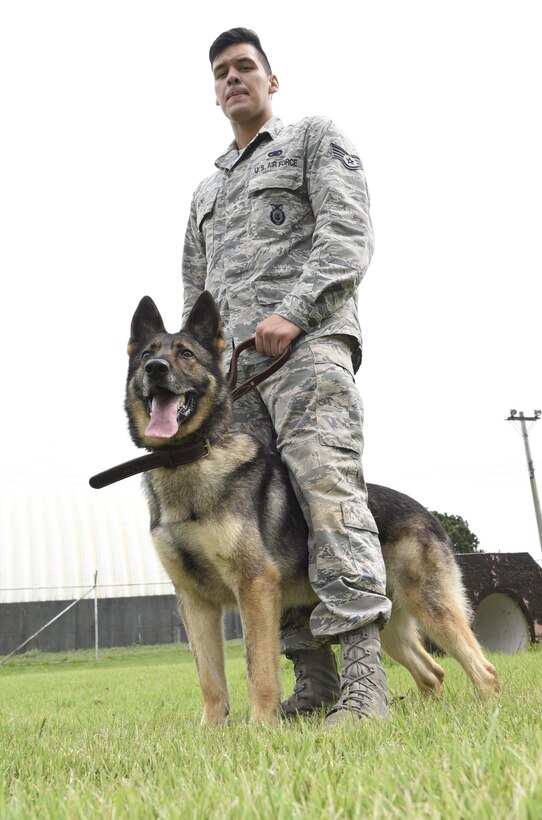 Staff Sgt. Charles Sena, a military working dog handler and Karo, a MWD, both assigned with the 35th Security Forces Squadron, stand together after finishing controlled aggression training at Misawa Air Base, Japan, Sept. 7, 2016. To be selected as a MWD, the K-9s are chosen at birth or a young age and go through their own rigorous training at Lackland Air Force Base, Texas. (U.S. Air Force photo by Airman 1st Class Sadie Colbert)