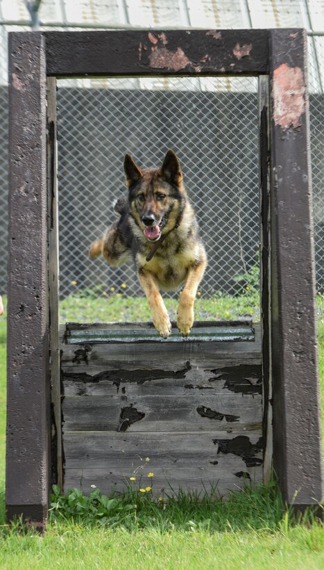 Karo, a military working dog with the 35th Security Forces Squadron, leaps through an agility obstacle at Misawa Air Base, Japan, Sept. 7, 2016. Handlers are assigned with their K-9 partners as a team to either detect narcotics or search for explosives while patrolling the base to deter foes with force and tact. (U.S. Air Force photo by Airman 1st Class Sadie Colbert)