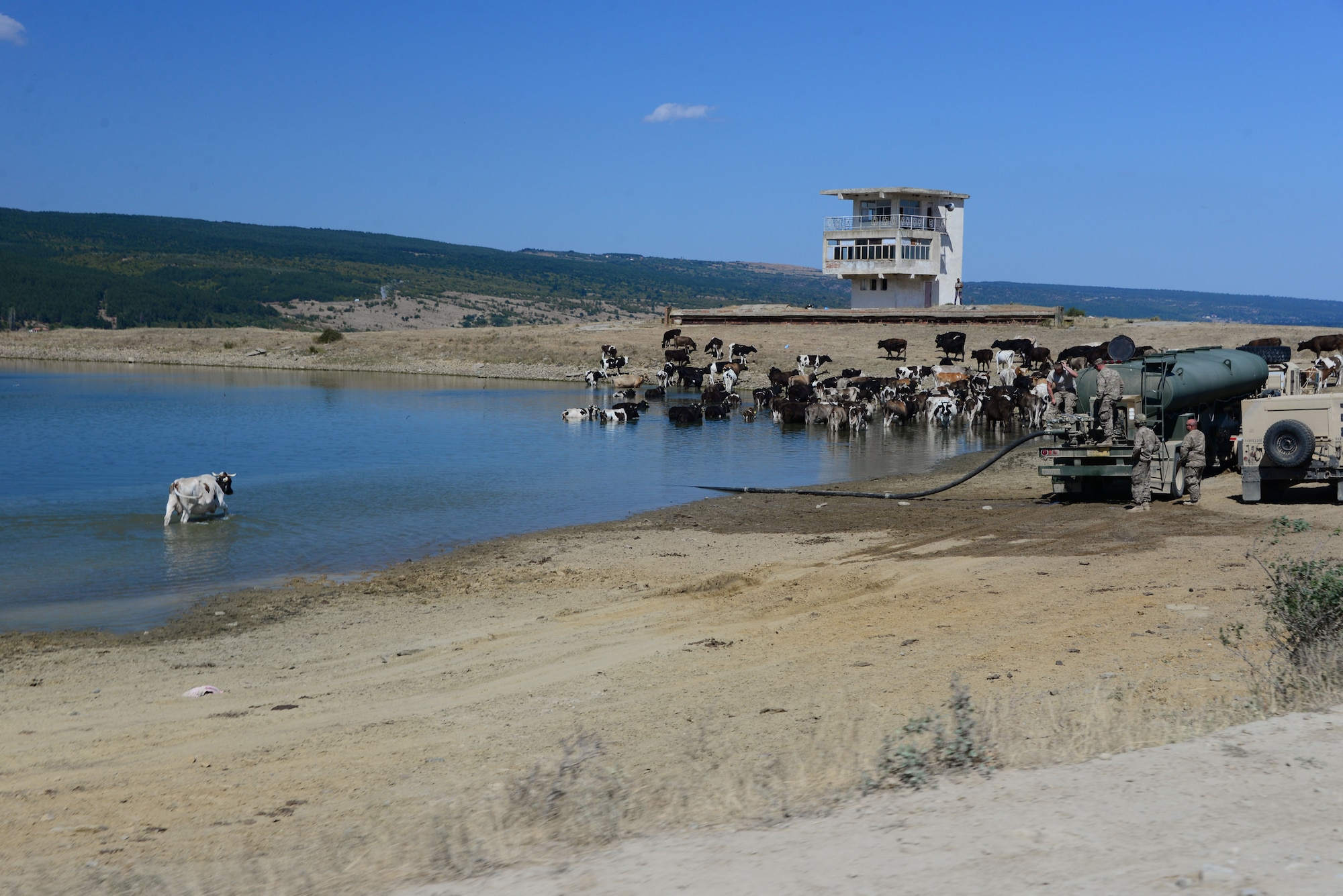 Soldiers from the 194th Engineer Brigade, Tennessee Army National Guard, fill water trucks from a holding pond while free range cattle bathe Aug. 16, 2016, at Novo Selo Training Area, Bulgaria.  Local cattle and sheep herders regularly herd thier animals across NSTA.  Tennessee National Guard Soldiers and Airmen were on rotations to complete thier portions of projects as part of Operation Resolute Castle 16, an ongoing operation of military construction to build up Eastern European base infrastructure and help strengthen ties between Tennessee's state partnership with Bulgaria. (U.S. Air National Guard photo by Master Sgt. Kendra M. Owenby, 134 ARW Public Affairs)