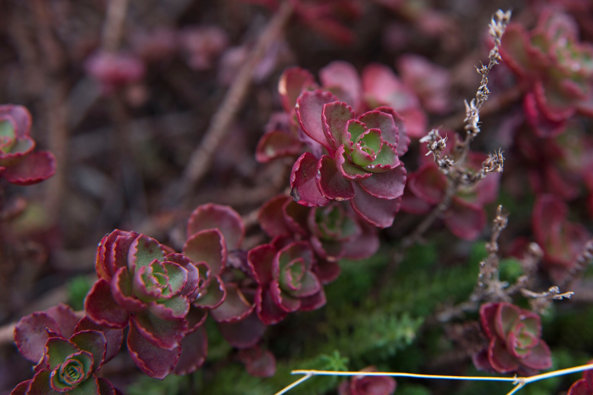 Sedum ewersii is one of the varieties of succulent plants featured on the green roofs of the William A. Jones III building and the Air National Guard Readiness Center on Joint Base Andrews, Md. The environmentally friendly roofs reduce building energy use and contribute to the Leadership in Energy and Environmental Design certification. (U.S. Air Force photo by Airman 1st Class Rustie Kramer)
