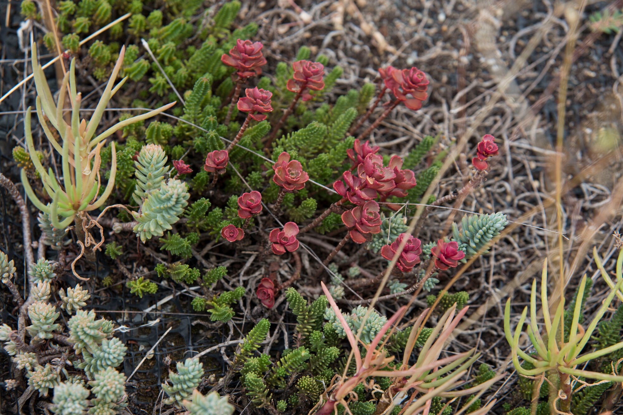 Varieties of succulents are used on the green roofs of the William A. Jones III building and the Air National Guard Readiness Center on Joint Base Andrews, Md. The environmentally friendly roofs reduce building energy use and contribute to the Leadership in Energy and Environmental Design certification.  (U.S. Air Force photo by Airman 1st Class Rustie Kramer)
