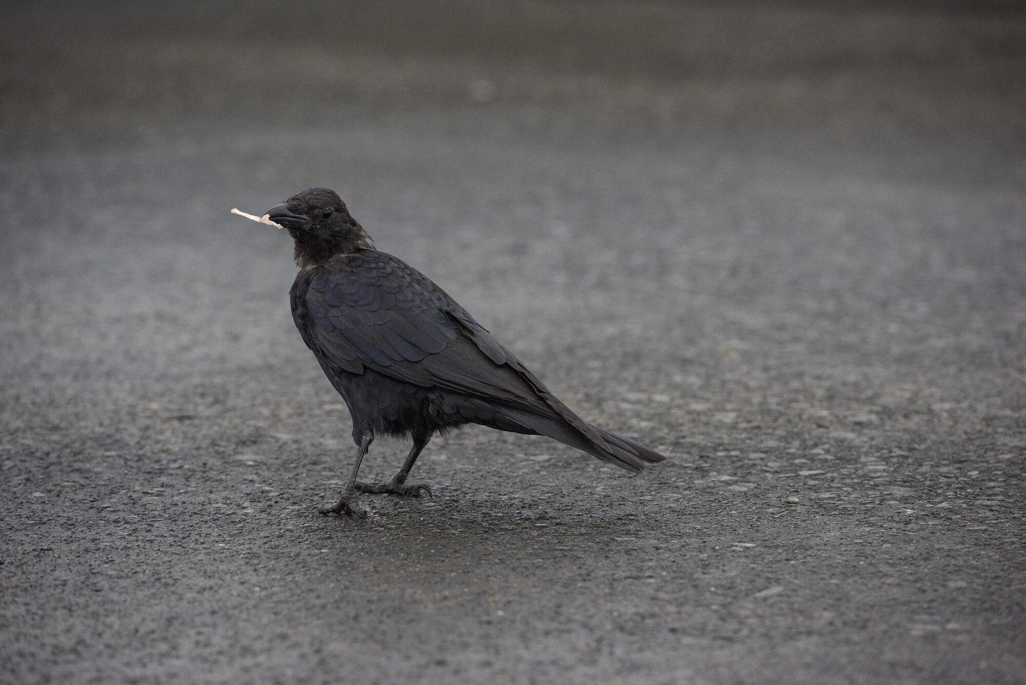 A crow finds spoils left over by attendees of the 2016 Japanese-American Friendship Festival at Yokota Air Base, Japan, Sept. 19, 2016. At the conclusion of the two-day festival, Airmen worked to breakdown
booths, remove wiring and barriers and clean the grounds. The following morning, all of Yokota’s Airmen came together to walk the flightline and other areas affected by the festival, picking up foreign debris. (U.S. Air Force photo by Staff Sgt. Cody H. Ramirez/Released)